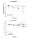 Fig. 19 - Inactivated bacterial cell formulation