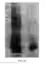 Fig. 22 - Inactivated bacterial cell formulation