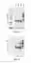Fig. 02 - Recombinant subunit dengue virus vaccine