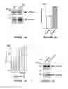 Fig. 06 - Method for preparing viral particles with cyclic dinucleotide and use of said particles for inducing immune response