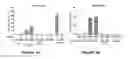 Fig. 08 - Method for preparing viral particles with cyclic dinucleotide and use of said particles for inducing immune response