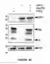 Fig. 24 - Method for preparing viral particles with cyclic dinucleotide and use of said particles for inducing immune response