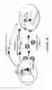 Fig. 31 - Method for preparing viral particles with cyclic dinucleotide and use of said particles for inducing immune response