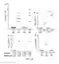 Fig. 04 - Methods and compositions related to immunogenic fibrils