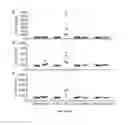 Fig. 06 - Methods and compositions related to immunogenic fibrils