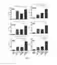 Fig. 13 - Methods and compositions related to immunogenic fibrils