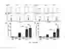 Fig. 16 - Methods and compositions related to immunogenic fibrils