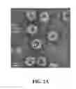 Fig. 04 - Recombinant self-assembling protein comprising target-oriented peptide and use thereof