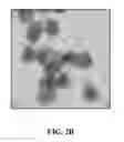 Fig. 05 - Recombinant self-assembling protein comprising target-oriented peptide and use thereof