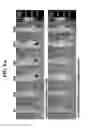 Fig. 12 - Recombinant self-assembling protein comprising target-oriented peptide and use thereof