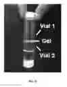 Fig. 06 - Ionically crosslinked polyelectrolytes as underwater adhesives as controlled release vehicles
