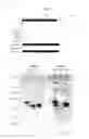 Fig. 05 - Immunity inducer for saccharide antigens