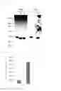 Fig. 07 - Immunity inducer for saccharide antigens