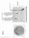 Fig. 04 - Anti-wall teichoic antibodies and conjugates