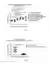 Fig. 03 - METHODS AND COMPOSITIONS FOR ATTENUATING GENE THERAPY ANTI-VIRAL TRANSFER VECTOR IMMUNE RESPONSES