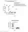 Fig. 05 - METHODS AND COMPOSITIONS FOR ATTENUATING GENE THERAPY ANTI-VIRAL TRANSFER VECTOR IMMUNE RESPONSES
