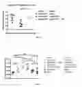 Fig. 07 - METHODS AND COMPOSITIONS FOR ATTENUATING GENE EDITING ANTI-VIRAL TRANSFER VECTOR IMMUNE RESPONSES
