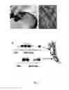 Fig. 02 - Gene therapy composition for use in diabetes treatment
