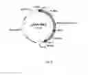Fig. 07 - Gene therapy composition for use in diabetes treatment