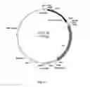 Fig. 17 - Gene therapy composition for use in diabetes treatment