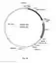Fig. 18 - Gene therapy composition for use in diabetes treatment