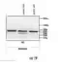 Fig. 43 - Compositions and methods for the expression of CRISPR guide RNAs using the H1 promoter