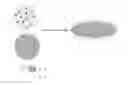 Fig. 01 - DRESSING FOR COMPROMISED WOUND HEALING