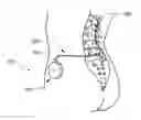 Fig. 01 - Determining catheter status
