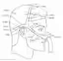 Fig. 01 - Intramold headgear