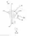 Fig. 09 - Cranial Position Determination System