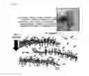 Fig. 03 - Composite separation membrane including graphene oxide coating layer and method for manufacturing the same