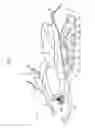Fig. 02 - Straddle-type vehicle