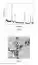 Fig. 02 - Method of manufacturing cerium dioxide powder and cerium dioxide powder