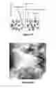 Fig. 13 - CELLULOSE NANOCRYSTAL ADDITIVES AND IMPROVED CEMENTIOUS SYSTEMS
