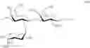 Fig. 30 - Synthesis of sialylated/fucosylated human milk oligosaccharides