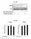 Fig. 03 - Peptide for inducing mast cell-specific apoptosis and use thereof