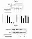 Fig. 05 - Peptide for inducing mast cell-specific apoptosis and use thereof