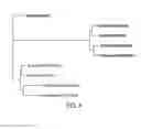Fig. 05 - Human adaptation of H3 influenza