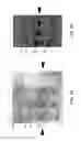 Fig. 03 - Mitochondrial proteins constructs and uses thereof