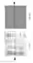 Fig. 04 - Mitochondrial proteins constructs and uses thereof