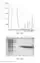 Fig. 08 - Mitochondrial proteins constructs and uses thereof