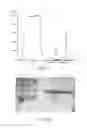 Fig. 09 - Mitochondrial proteins constructs and uses thereof