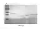 Fig. 11 - Mitochondrial proteins constructs and uses thereof