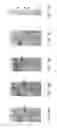 Fig. 25 - Mitochondrial proteins constructs and uses thereof