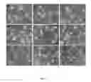 Fig. 35 - Tailoring multivalent interactions of biopolymers with a polyproline scaffold