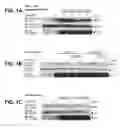 Fig. 02 - B-TYPE PLEXIN ANTAGONISTS AND USES THEREOF