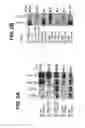 Fig. 04 - B-TYPE PLEXIN ANTAGONISTS AND USES THEREOF