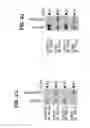 Fig. 08 - B-TYPE PLEXIN ANTAGONISTS AND USES THEREOF