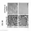 Fig. 16 - B-TYPE PLEXIN ANTAGONISTS AND USES THEREOF