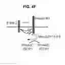 Fig. 19 - B-TYPE PLEXIN ANTAGONISTS AND USES THEREOF